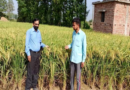 Doon News….हाईब्रिड धान बीजों से बढ़ी किसानों की आमदनी|Click कर पढ़िये पूरी News