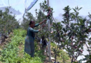 Pauri News…बागवानी में सुरेंद्र और मंगल सिंह ने दिखाई नई राह|Click कर पढ़िये पूरी News