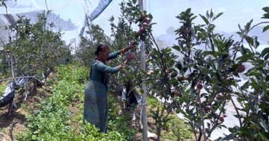 Pauri News…बागवानी में सुरेंद्र और मंगल सिंह ने दिखाई नई राह|Click कर पढ़िये पूरी News