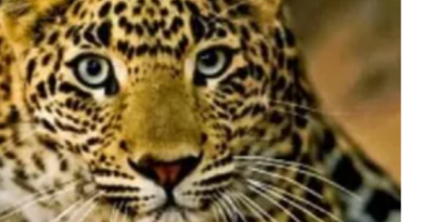 Laldhang News….गुलदार ने गाय के बच्चे को मार डाला |गीता जोशी की Report