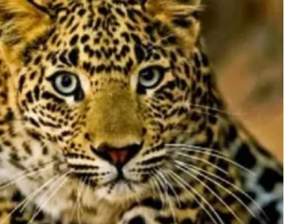 Laldhang News….गुलदार ने गाय के बच्चे को मार डाला |गीता जोशी की Report