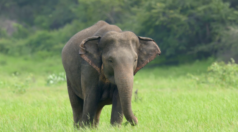 Laldhnag News…रामलीला देखने जा रहे ग्रामीणों के पीछे दौड़ा हाथी, भागकर बचाई जान |अनिल शर्मा की Report